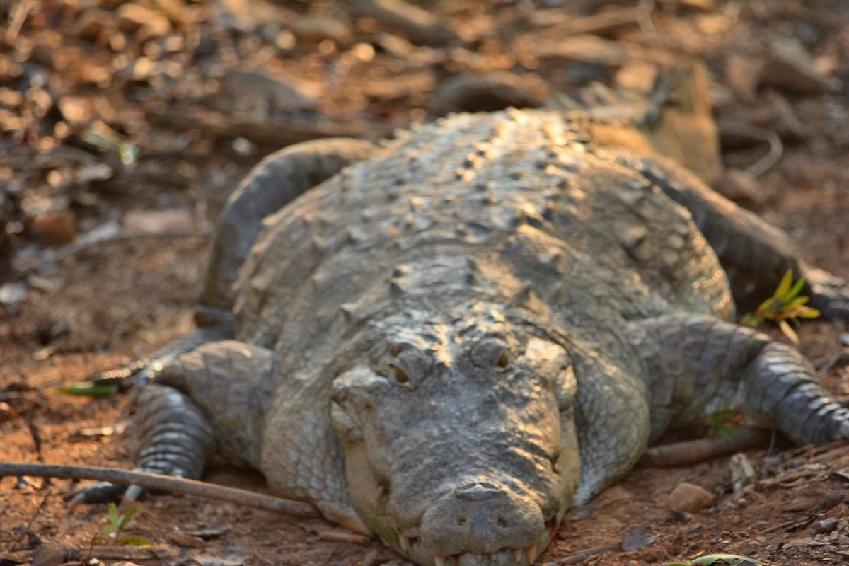 Marsh crocodile

#nikonshot #nikond5200 #nikond5200photography #photography  #yourclicks_ #yourclickindia #photoeveryday #photodaily #tadoba #tadobanationalpark #tadobaforest #shuttterbug #wildlifephotography #deer #natgeowild #natgeowildlife #tadobadiaries