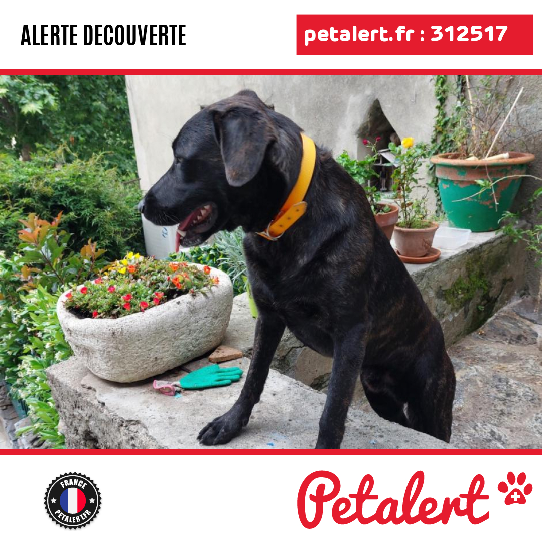 Trouvé #Chien #HauteCorse #SantaMariaPoggio #Petalert  #PetAlert2B / p3t.co/Ru6fS