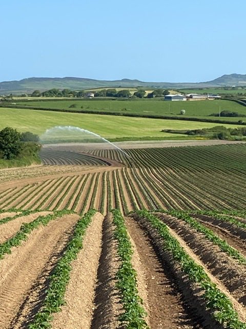We are having to irrigate the ⁦<a href="/blasytir/">Blas y Tir</a>⁩ potatoes much earlier this year following five weeks of dry weather ⁦<a href="/PuffinProduce/">Puffin Produce Ltd</a>⁩ #BackBritishFarming