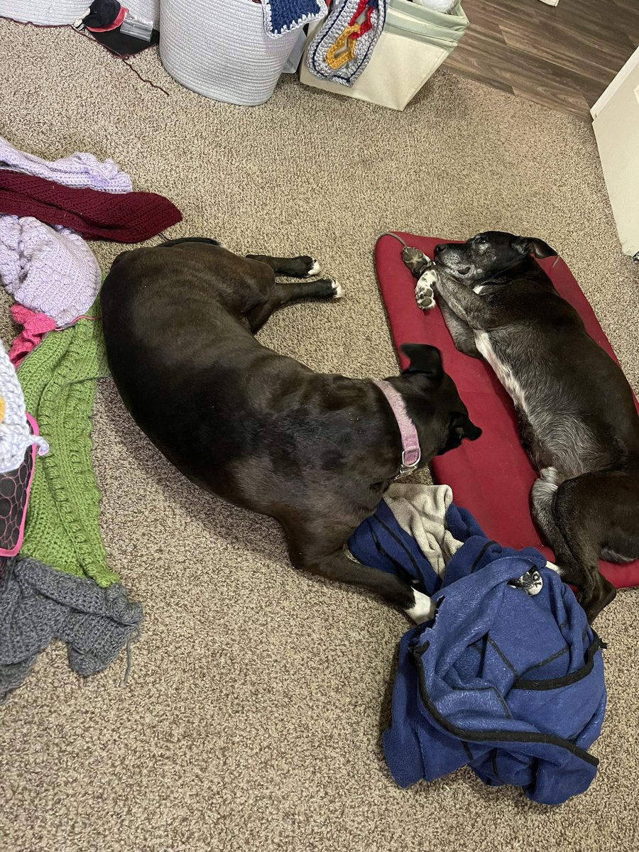 the1carol's tweet photo. @bunsenbernerbmd Huckleberry May be an old dog but you see him hard at work ensuring napping spots are up to comfort standards. https://t.co/Z3mwlOzyku