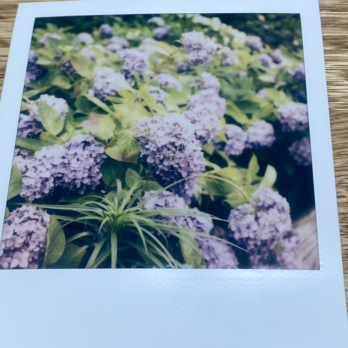 hiyoko33jp's tweet photo. ポラロイドSLR680
SX70から乗り換えたんよね🫡
#エモいって使い方あってる?
#ポラロイド
#SLR680 https://t.co/m5sVIS8C8z