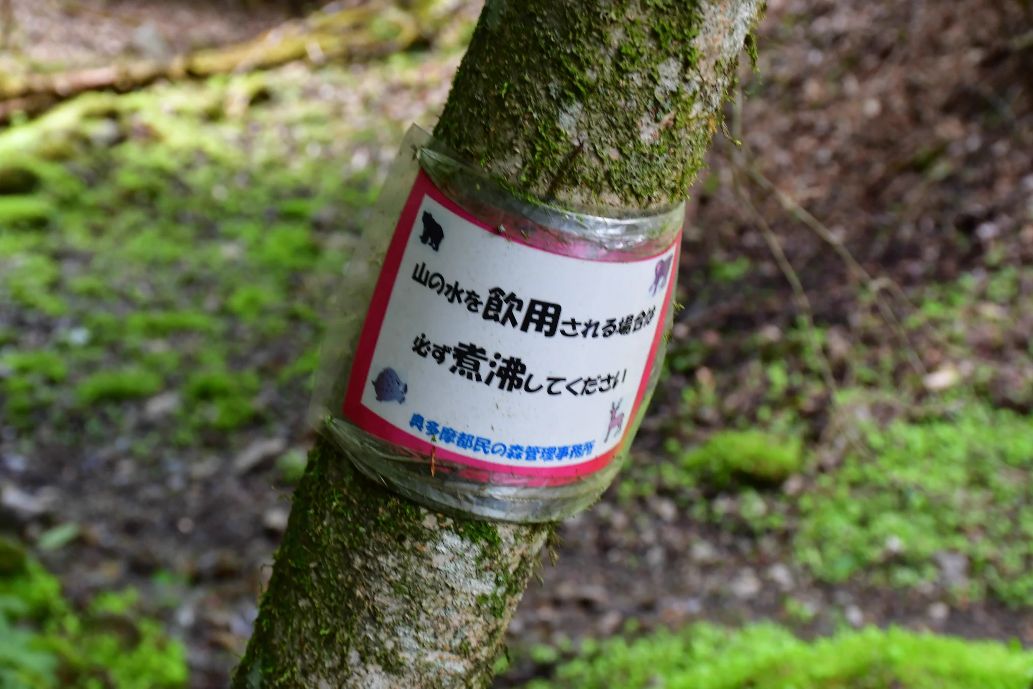 澄んでいて美味しそうな山の湧き水。飲む場合は必ず煮沸を！