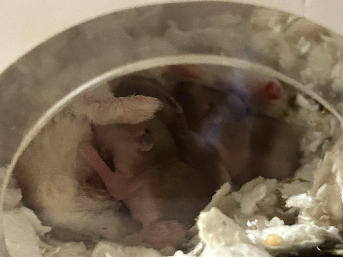 satomisub1's tweet photo. 1週間前に産まれたロボロフスキー🐹のベビーちゃん3匹、スクスク育っています(*´ω`*)
あと数日で目が開きそう😊 https://t.co/tOjSFHRQOG