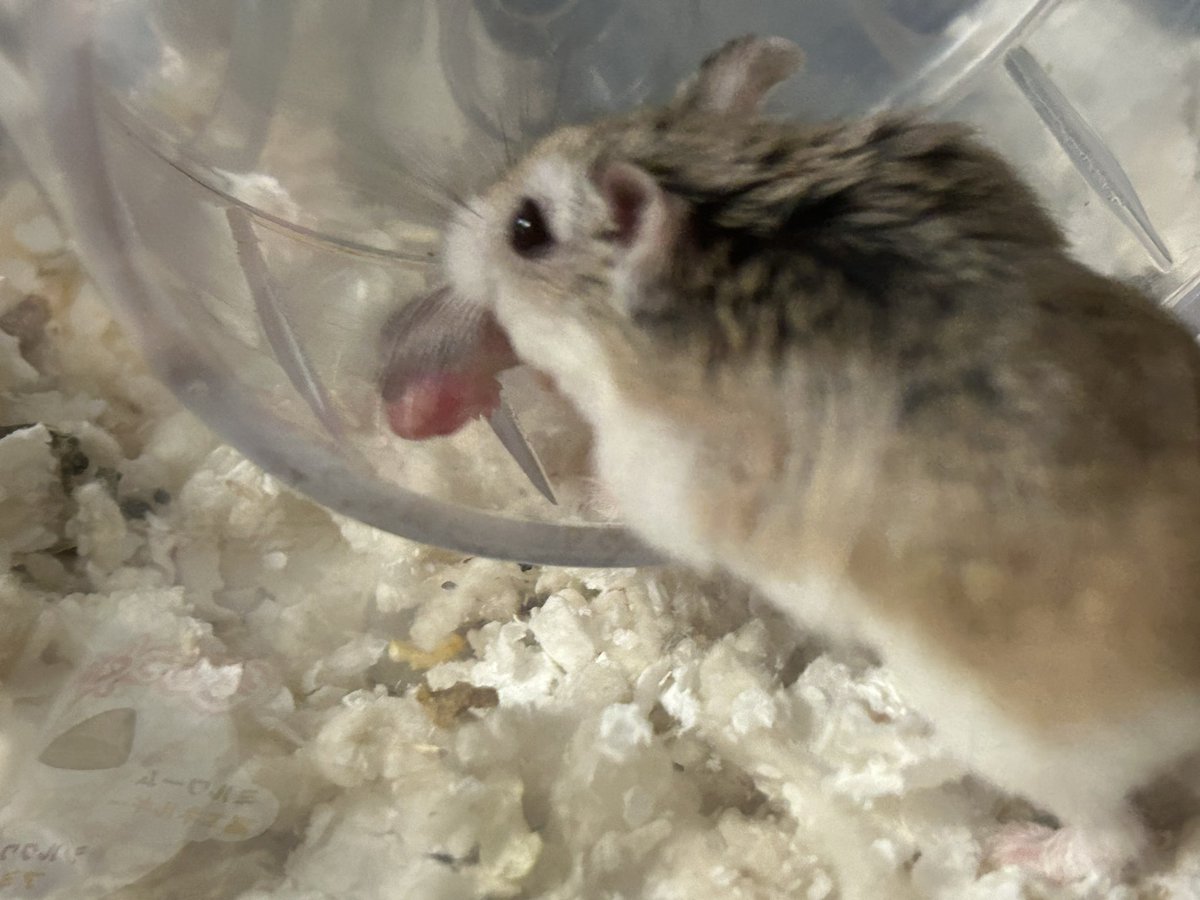 satomisub1's tweet photo. 1週間前に産まれたロボロフスキー🐹のベビーちゃん3匹、スクスク育っています(*´ω`*)
あと数日で目が開きそう😊 https://t.co/tOjSFHRQOG