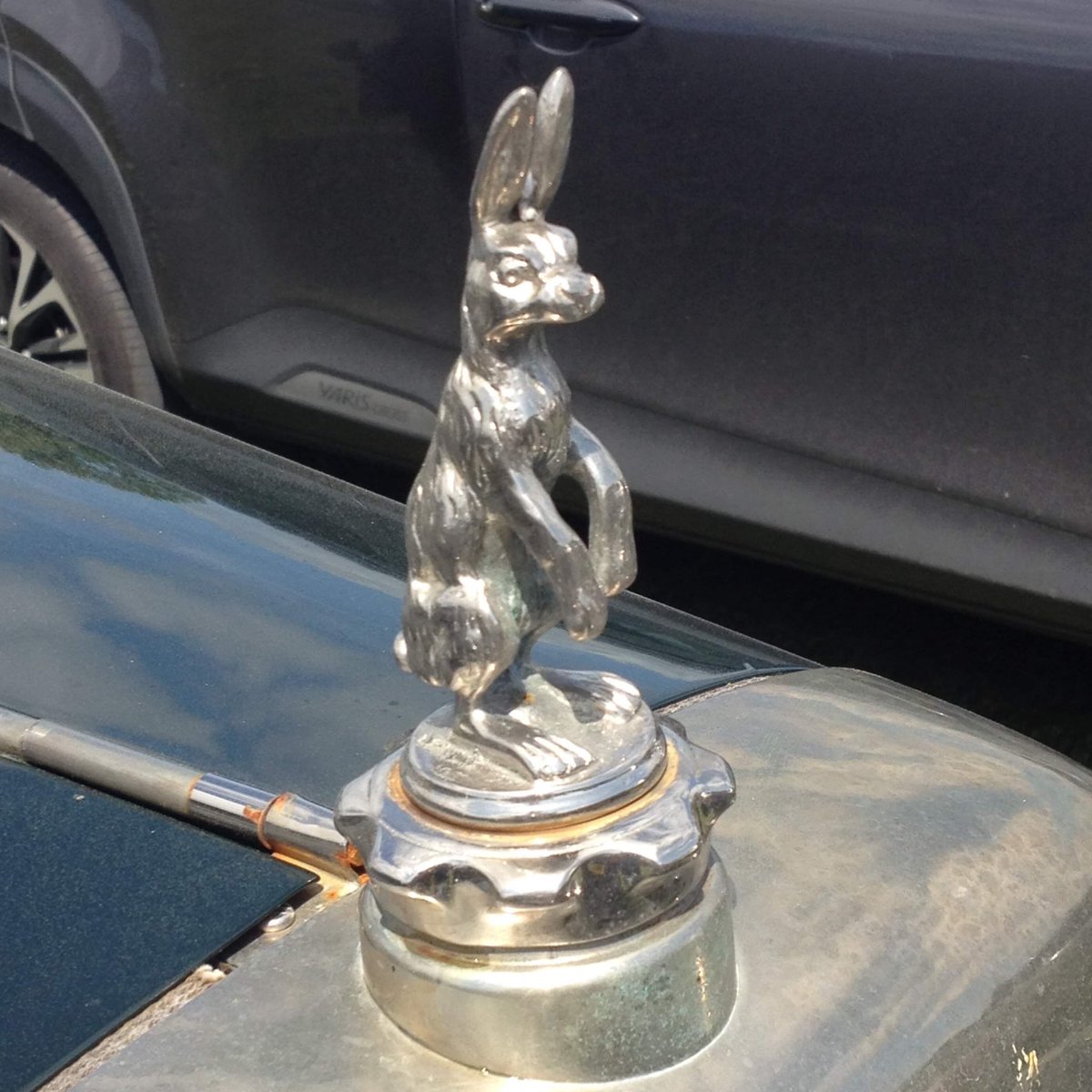 My’s hoomans spotted a bunnie on the bonnet of a Alviss cars.  He gets to do real zooomies #rabbits #rabbitsoftwitter #bunnies #classiccars #alvis