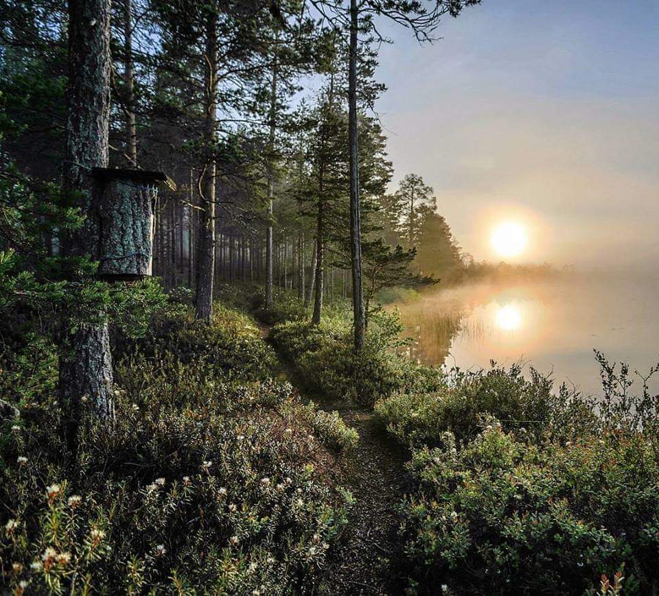 Juhannusta odotellessa ..yöttämän yön aurinko nousee😊💞  23.6 2014. #midsummer #Finland