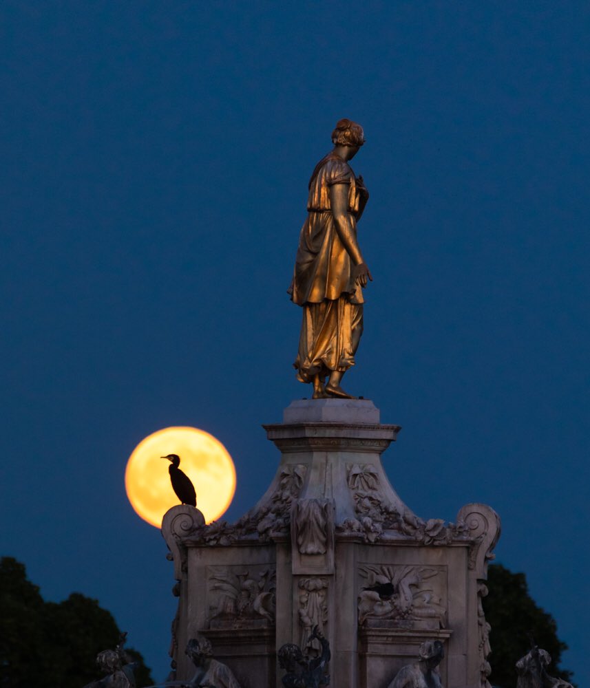 Strawberry moonrise over Bushy Park. #StrawberryFullMoon #bushypark #moonrise #StormHour @StormHour @SallyWeather @theroyalparks @TwickTribune