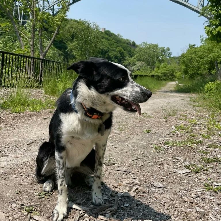 'The road it stopped and we came to a mount and we climbed to the top to look all around'
Live freely and collect experiences.
#rustbeltadventures #LokiMania #bordercollie #heterochromia #NorseDogofmischief #hiking #dog #tourism #ecotourism #niagarariver #niagaragorge #thejband