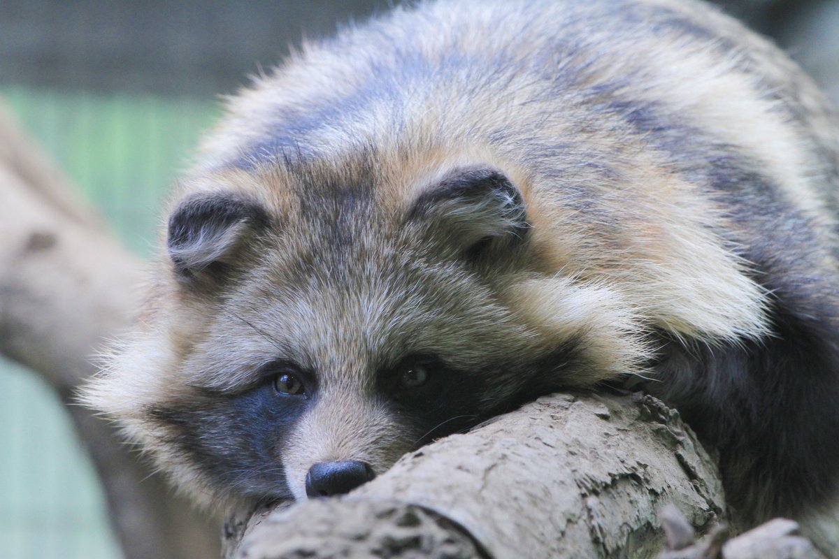 おはようございます🥰

#円山動物園 
#エゾタヌキ