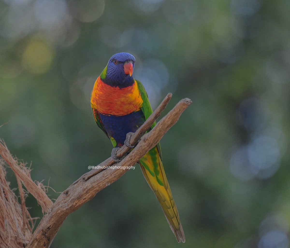 Rainbow Lorikeet in Ballarat Bird World  @IndiAves #VIBGYORinNature #RainbowLorikeet #BirdsSeenIn2023 @NatGeo @NikonIndia @WildlifeMag @bbcwildlifemag #BBCWildlifePOTD #nature #wildlife @BirdlifeOz @Team_eBird