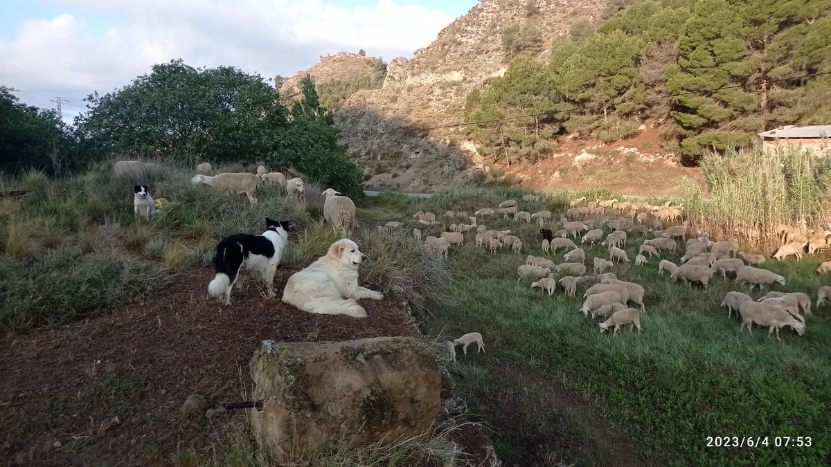 jordialgerri's tweet photo. Bon dia!!!
Després de pasturar toca anar d fira.
Avui a #firaBell ( Bellcaire d'Urgell) amb lo nostre corder de pastura.
Les #croquetes de corder i lo nou #taco de corder
Diferentes maneres de alimentar-se.
Com sempre, com antes...
#brutal
#meletadecorder🥰
#spmpastors https://t.co/noPmzhluiC