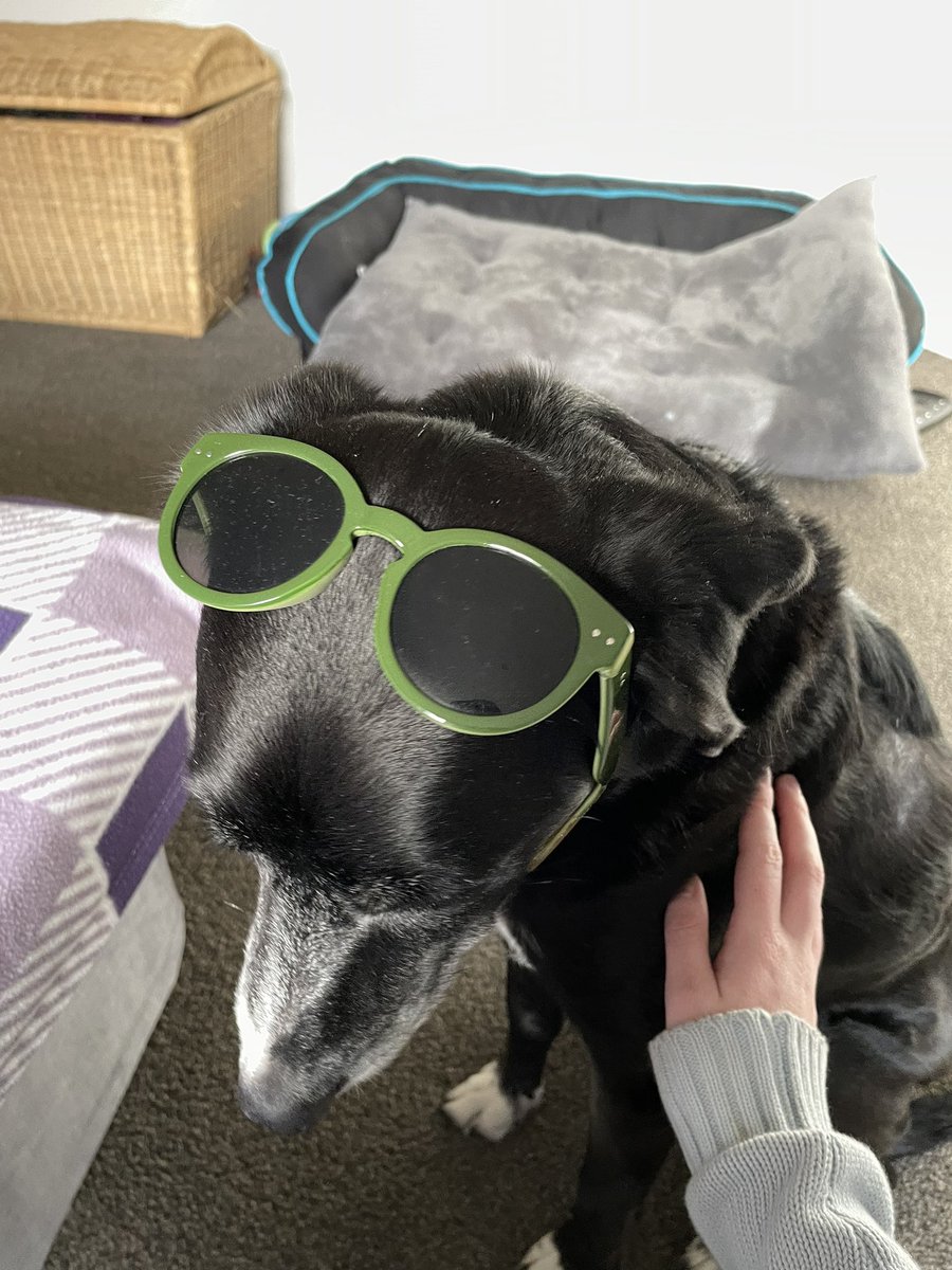 Friend left her sunglasses behind last night. Too bad they’re Izzy’s now