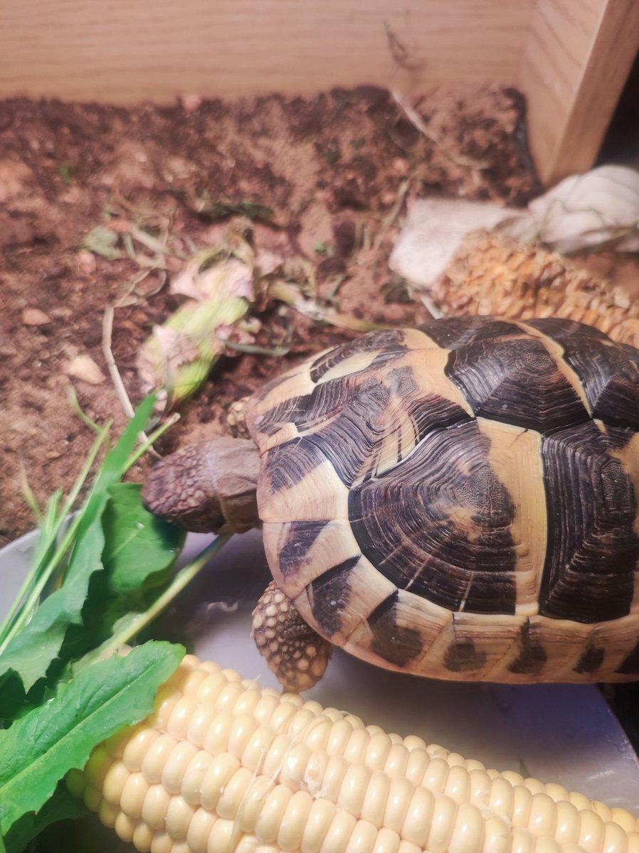 Charlie loves he's Greens