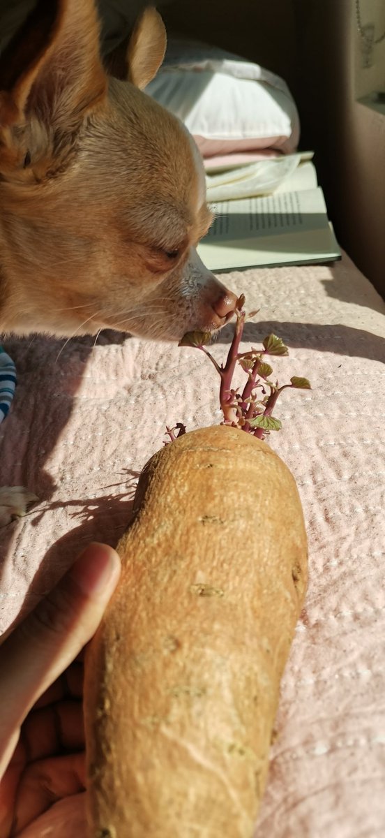 Siempre que vemos este sweet potato con hojitas, nos acordamos de <a href="/agreatbabe/">𖦹 cherry 𖦹</a> 😭🥀