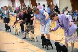 #DogNews: San Joaquin Kennel Club holds 136th annual dog show.
READ MORE: bit.ly/3CccPQs
.
#DogShow #weekendvibes #Happydogs #doglovers #dogbreeds #Californians #dogtraining #BestShow