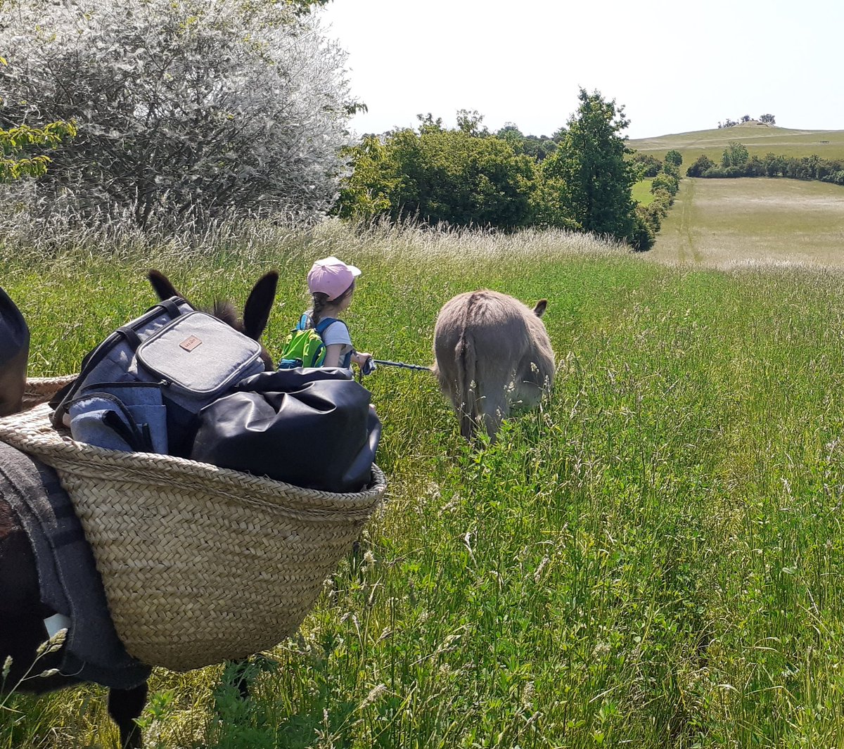 Eselwandern ist wie Verkehrspolitik: Bisschen voran, öfter mal Stillstand, nicht selten auch ein paar Schritte zurück. Grüße von der #Uckermark an die #Sternfahrt in Berlin!