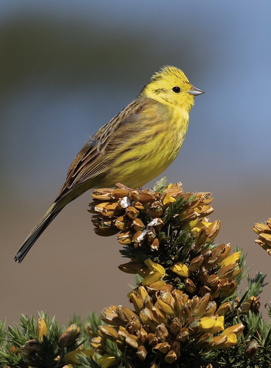 Male Yellowhammer. Bodmin moor this morning.
@CBWPS1 #birdphotography #birds #BirdsSeenIn2023 #BirdsOfTwitter #NaturePhotography #birdwatching #TwitterNatureCommunity #wildlifephotography