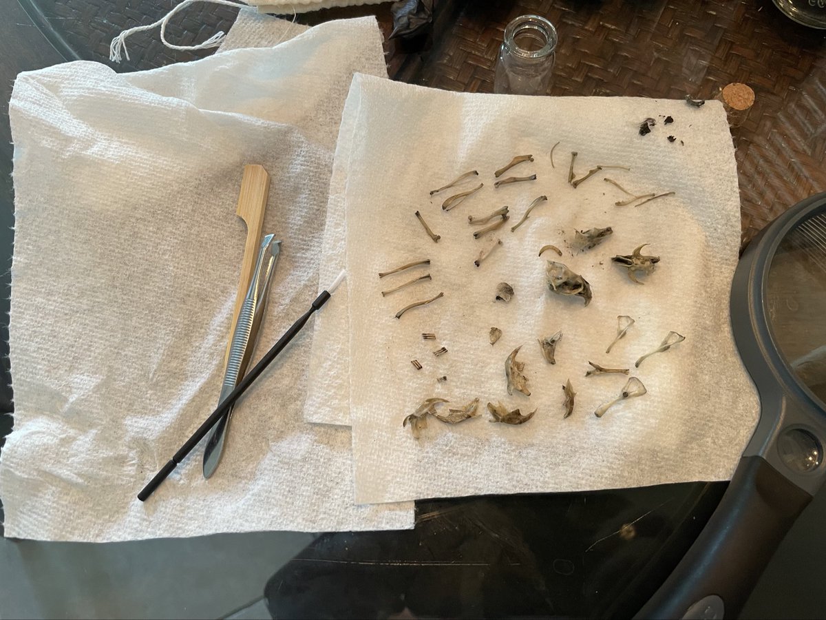 When your child dissects owl pellets to see what they’ve been eating……