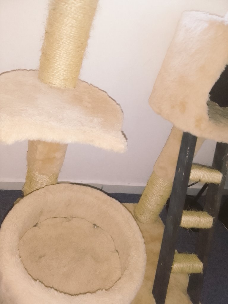 ElBookDelGato's tweet photo. Comprarles muebles para que estén cómodos 😏que terminen usando una caja no tiene precio 😳

#CatsOfTwitter 🤩🤩🤩
#CatsofTwittter 💚💚
#CatsAreFamily #CatsLover 🥰🥰 https://t.co/U5B0Uj4Wn8