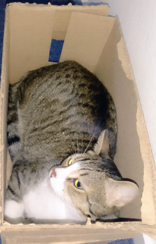 ElBookDelGato's tweet photo. Comprarles muebles para que estén cómodos 😏que terminen usando una caja no tiene precio 😳

#CatsOfTwitter 🤩🤩🤩
#CatsofTwittter 💚💚
#CatsAreFamily #CatsLover 🥰🥰 https://t.co/U5B0Uj4Wn8