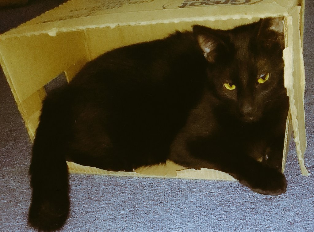 ElBookDelGato's tweet photo. Comprarles muebles para que estén cómodos 😏que terminen usando una caja no tiene precio 😳

#CatsOfTwitter 🤩🤩🤩
#CatsofTwittter 💚💚
#CatsAreFamily #CatsLover 🥰🥰 https://t.co/U5B0Uj4Wn8