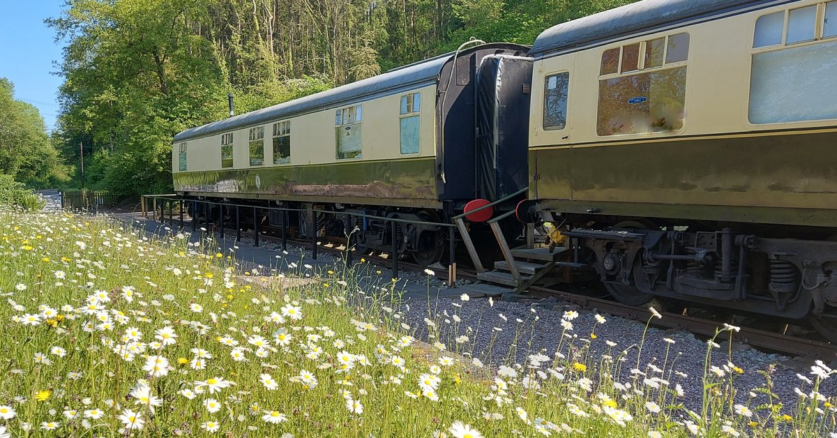 CoalportStation's tweet photo. I hope everyone has everyone been enjoying this glorious weather!โ๏ธHere at Coalport Station we certainly have! ๐
Our wildflower meadows are just beautiful at the moment. ๐ผ
#NrIronbridge #coalportstation #severngorge #nature #trees #woodland #heritagerailways #IndustrialHeritage https://t.co/p03tsGiKiy