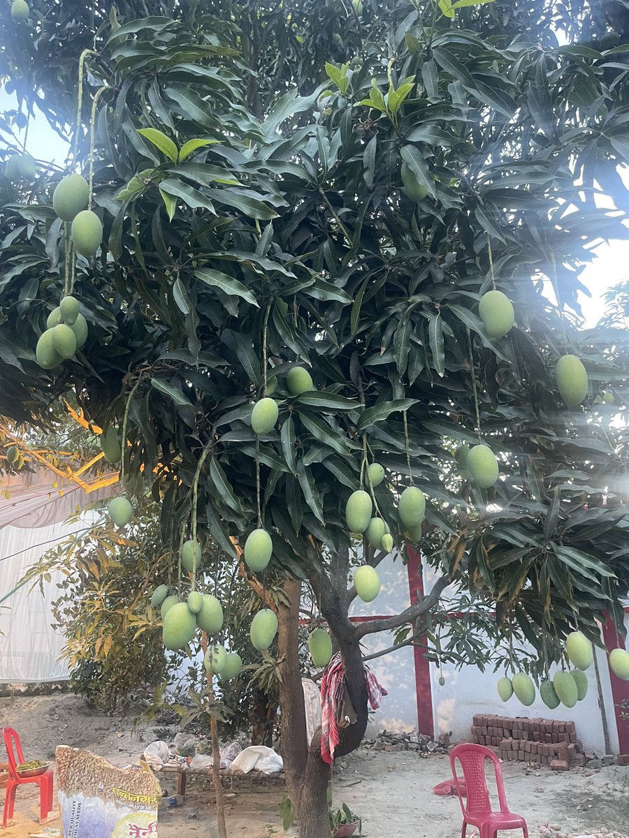 मेरे बाग का आम #aam #mango