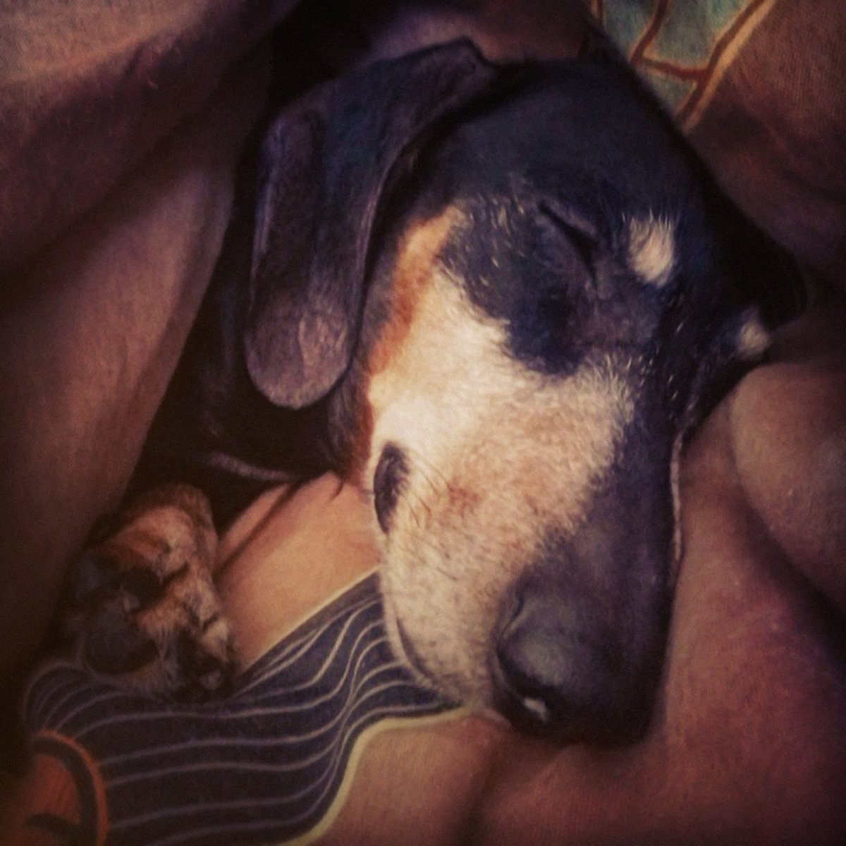 ian_dachs's tweet photo. Vzpomínková, 4. 6. 2015: Když člověk ulehne s bolavými zády, volba ošetřovatele / spolupacienta je důležitá. 

#Jonáš #Dachshund #Wiener #Dog #GrandpaJonas #AtHome #FellowPatient #AchingBack #Relax https://t.co/SEuOhIVV51