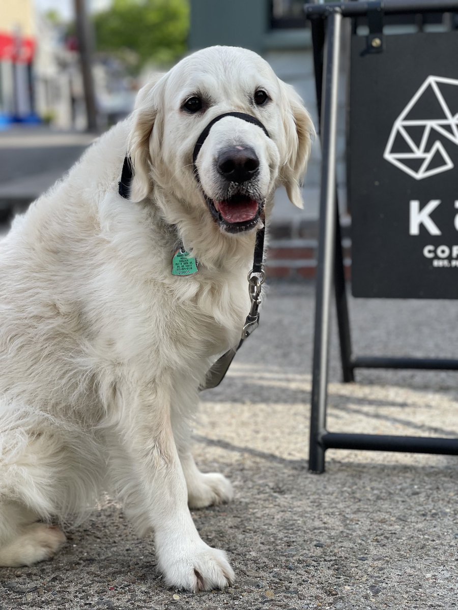 RiverOfNYC's tweet photo. here i am in provincetown massachusetts this morning at my favorite coffee shop kōhi coffee https://t.co/X6em2blUDJ