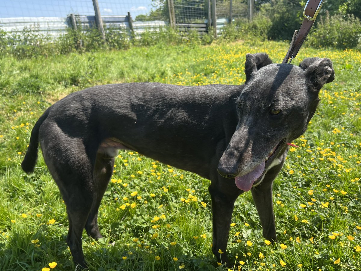JubileeKennels's tweet photo. Just added to the @greyhoundtrust website -
#SomeStuff
10 🏅 from 52 races at @NewcastleDogs
Stuff is a beautiful black male who has one of the softest and shiniest coats we’ve had for a while, with lovely white flecks. He’s a bit of a dopey boy, he’ll lean into you and loves https://t.co/eQsB2Y9obc