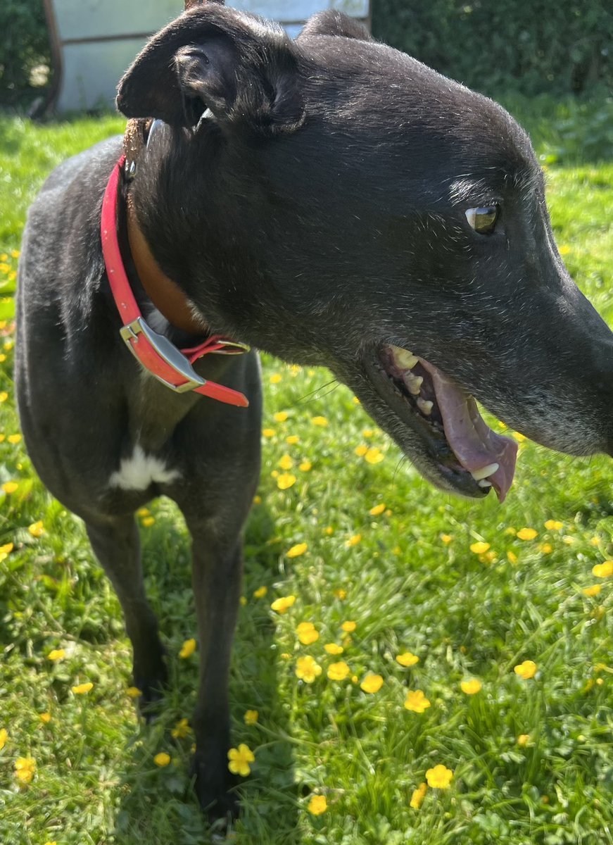 JubileeKennels's tweet photo. Just added to the @greyhoundtrust website -
#SomeStuff
10 🏅 from 52 races at @NewcastleDogs
Stuff is a beautiful black male who has one of the softest and shiniest coats we’ve had for a while, with lovely white flecks. He’s a bit of a dopey boy, he’ll lean into you and loves https://t.co/eQsB2Y9obc