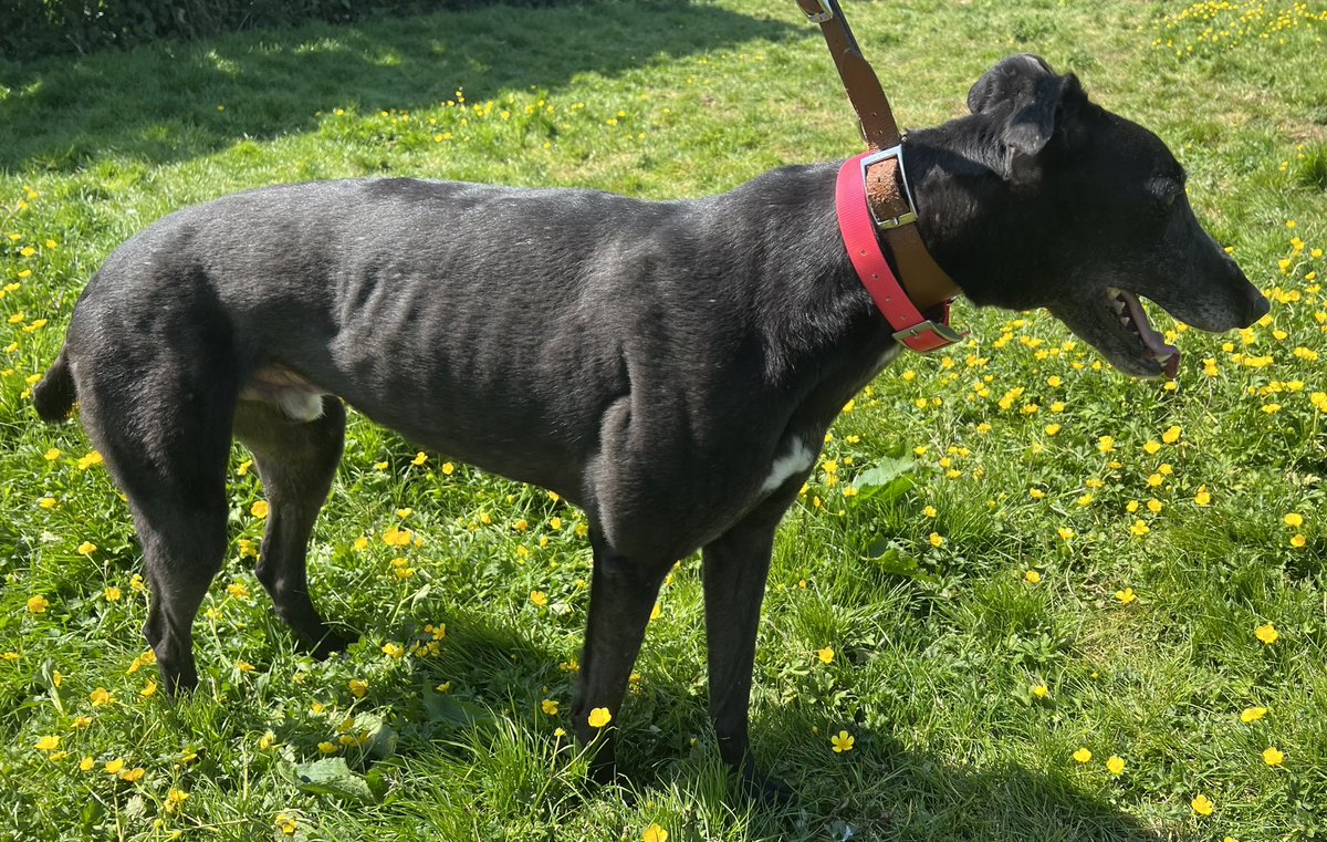 JubileeKennels's tweet photo. Just added to the @greyhoundtrust website -
#SomeStuff
10 🏅 from 52 races at @NewcastleDogs
Stuff is a beautiful black male who has one of the softest and shiniest coats we’ve had for a while, with lovely white flecks. He’s a bit of a dopey boy, he’ll lean into you and loves https://t.co/eQsB2Y9obc