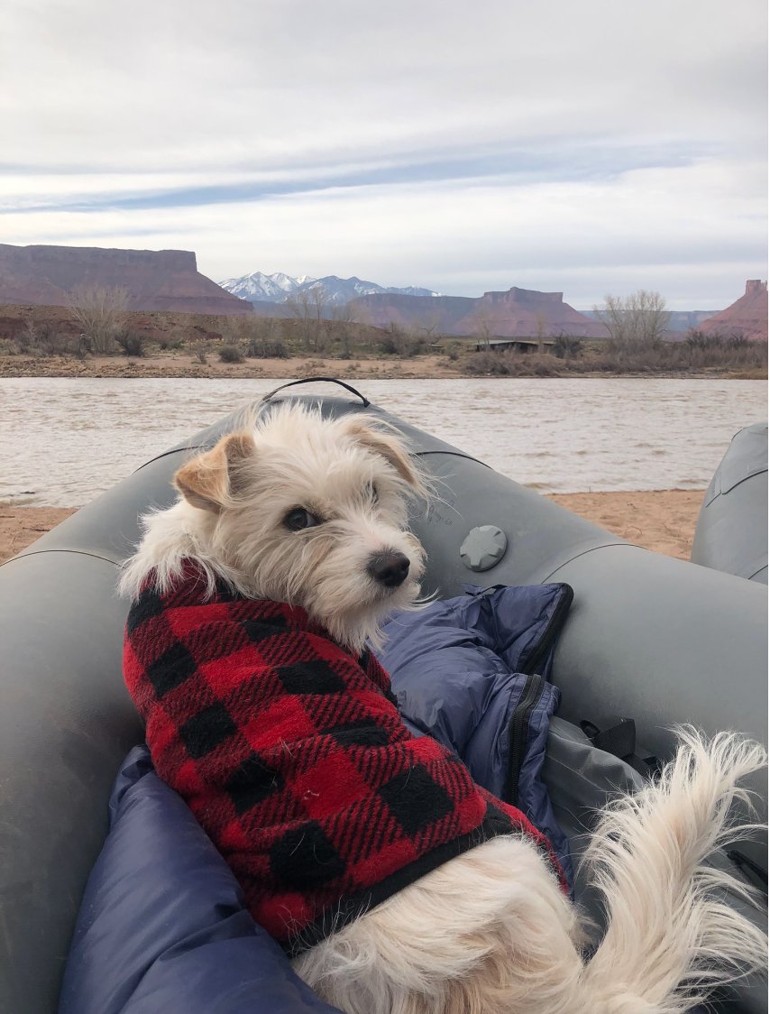 Mild2WildRaft's tweet photo. Sleepy morning views from Castle Valley. Loving these views the the La Sal mountains too. https://t.co/iock1CTUEY