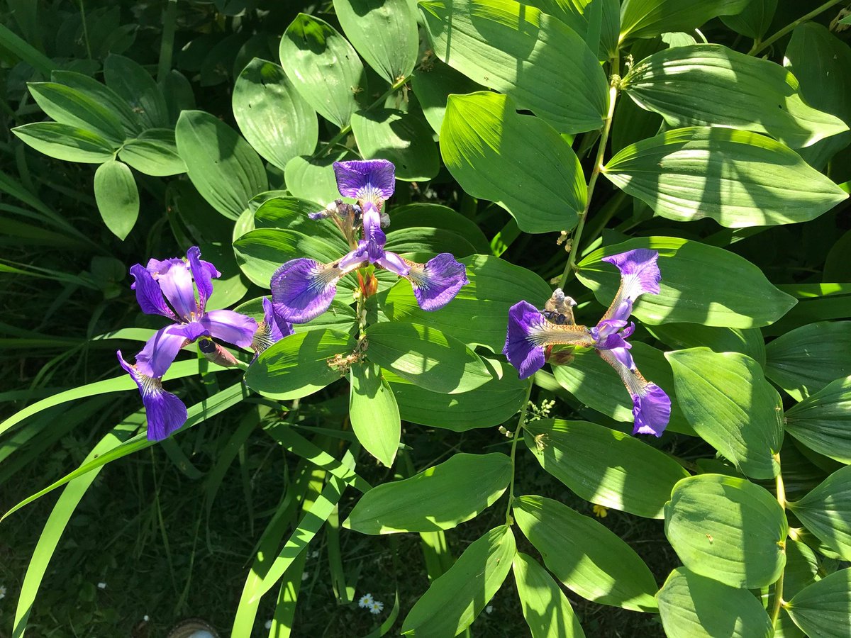 BotanicalShorts's tweet photo. #Irissiberica growing through the leaves of  Solomon's Seal (#Polygonatum) 

They grow in shady spot by a pond which catches late evening light

#flowers #gardening #DailyBotanicalBeauty 
#Iris #marginalplants #mygarden #pondlife https://t.co/MskShODdNu