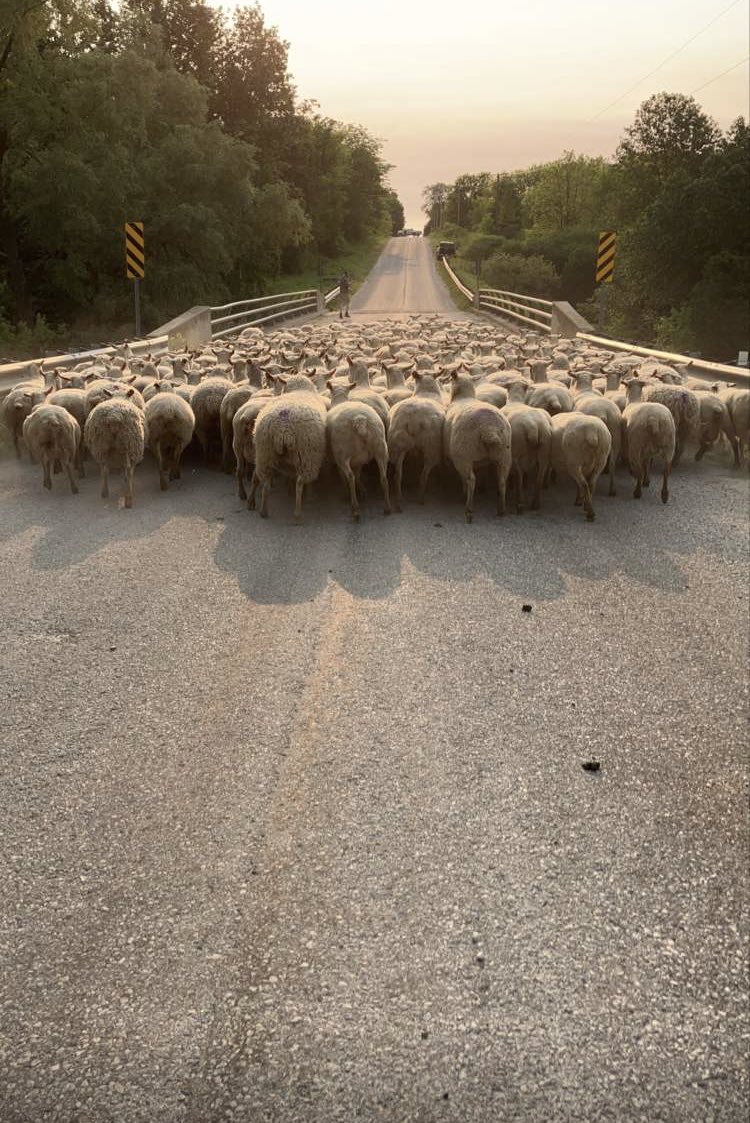 Walked the June lambing group home this morning, crossing the bridge with a mob of ewes is something I’ve wanted to do for a long time. <a href="/OntarioSheep/">Ontario Sheep</a> #stockdrive