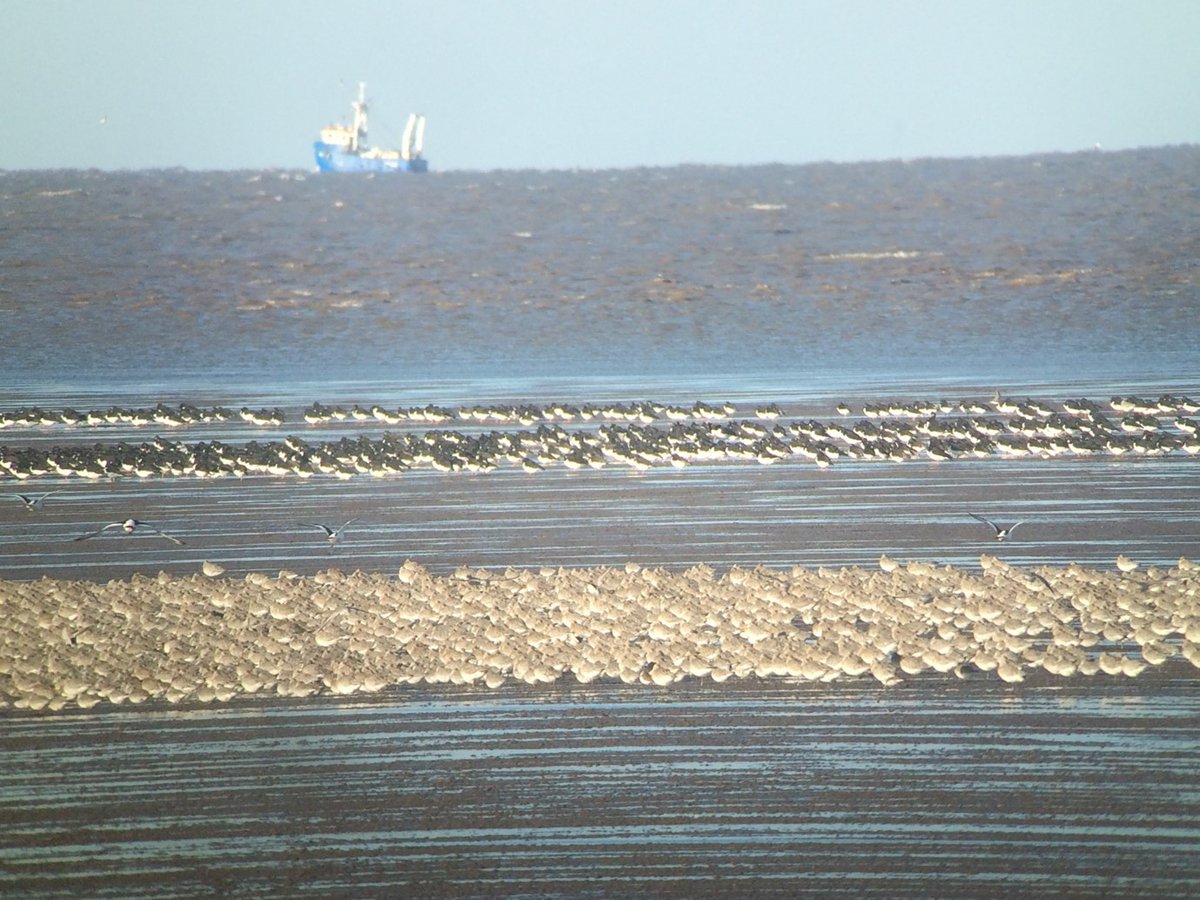 The #Wash is an important site for harvesting shellfish that are also fed upon by waders. Read here on #waderwednesday for more info wwrg.org.uk/oystercatchers…