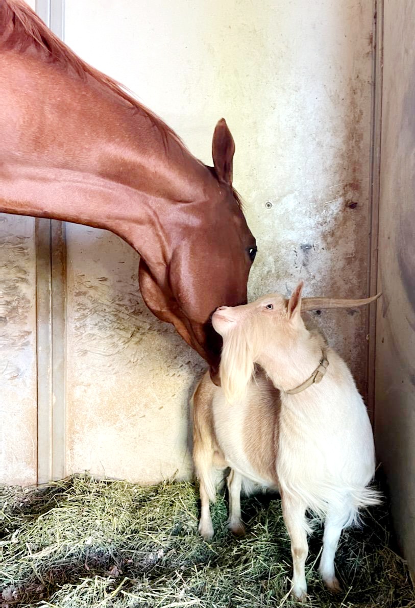 CcPerkinson's tweet image. G.O.A.T #JeffersonTheGoat no one is better.