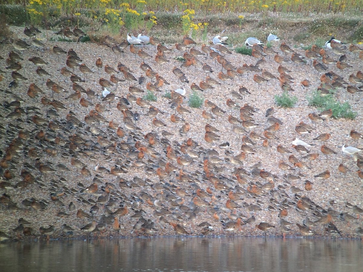 Wader return passage begins early, with breeding plumaged Black-tailed Godwit, Knot and Dunlin seen on the #Wash in July. More information here for #waderwednesday wwrg.org.uk/species/where-…