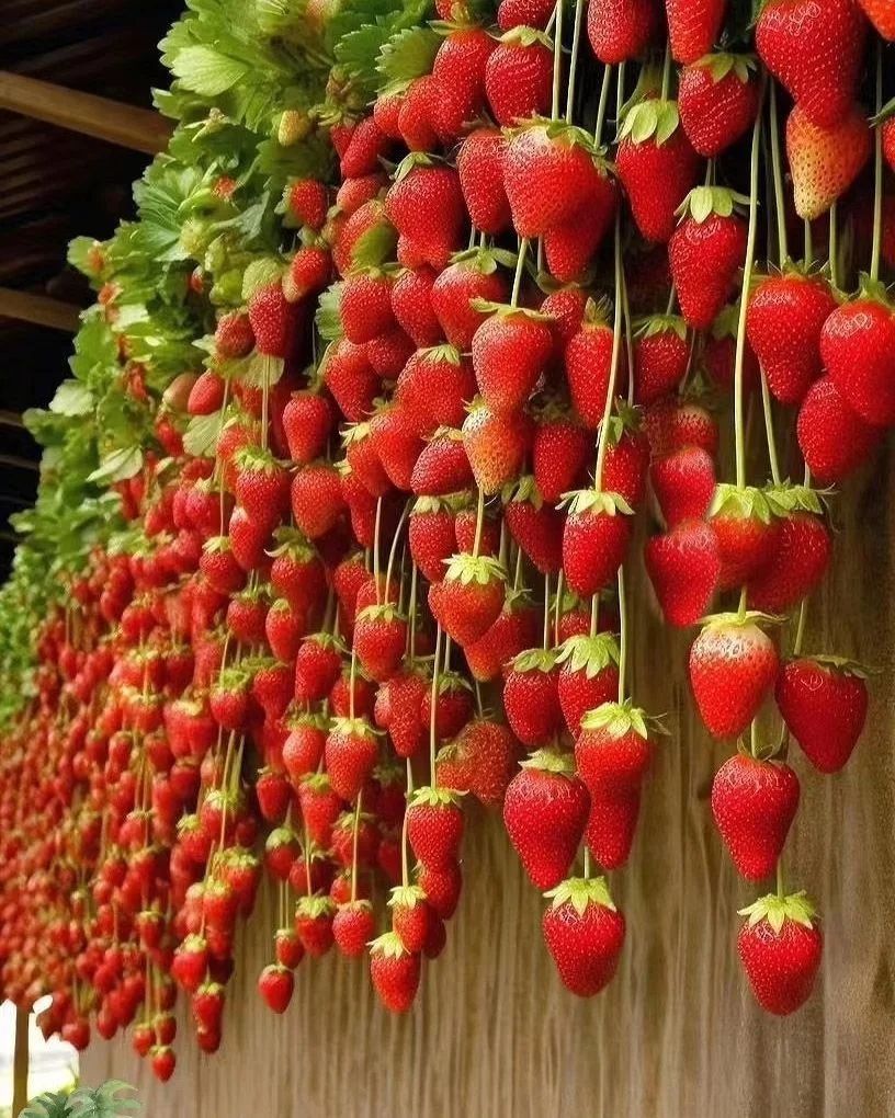 The farmer grows Strawberry with proper plan that is incredible #farming. 
#T_Rex #FACupFinal #OdishaTrainAccident #KiaraAdvani #BangBangCon2023 #WeStandWithCBX #miles #Vietnam #Gwen #JUNGKOOK #hobie #channel7 #walsh #AFLDonsNorth #GoodSunday #SundayFunday #BTSFesta2023 #btc