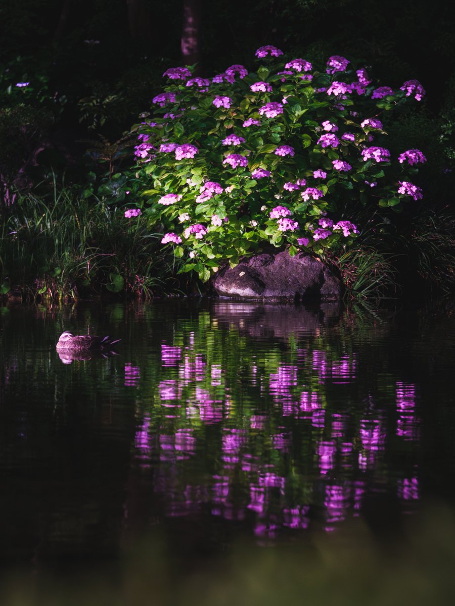 Duck and hydrangea / 鴨と紫陽花