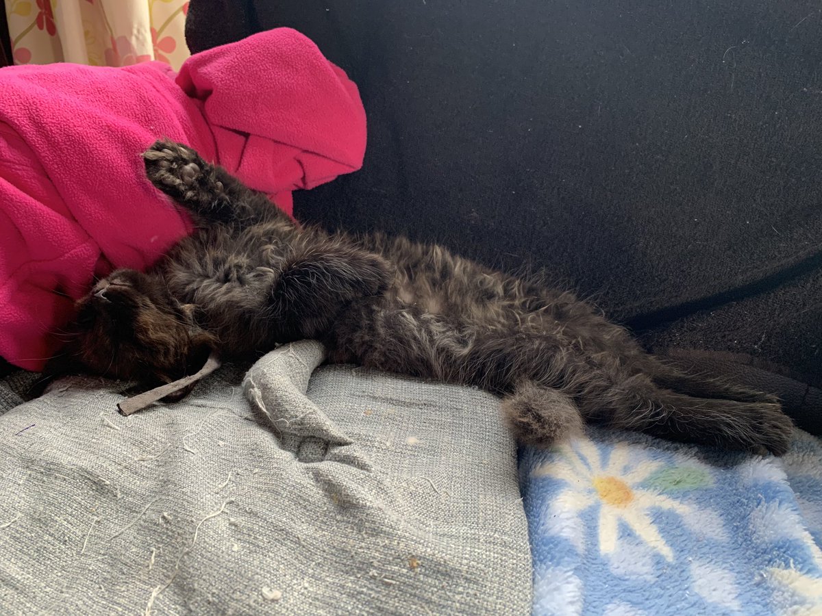 きゃわぁあ

 #うちのカワイスギクライシス