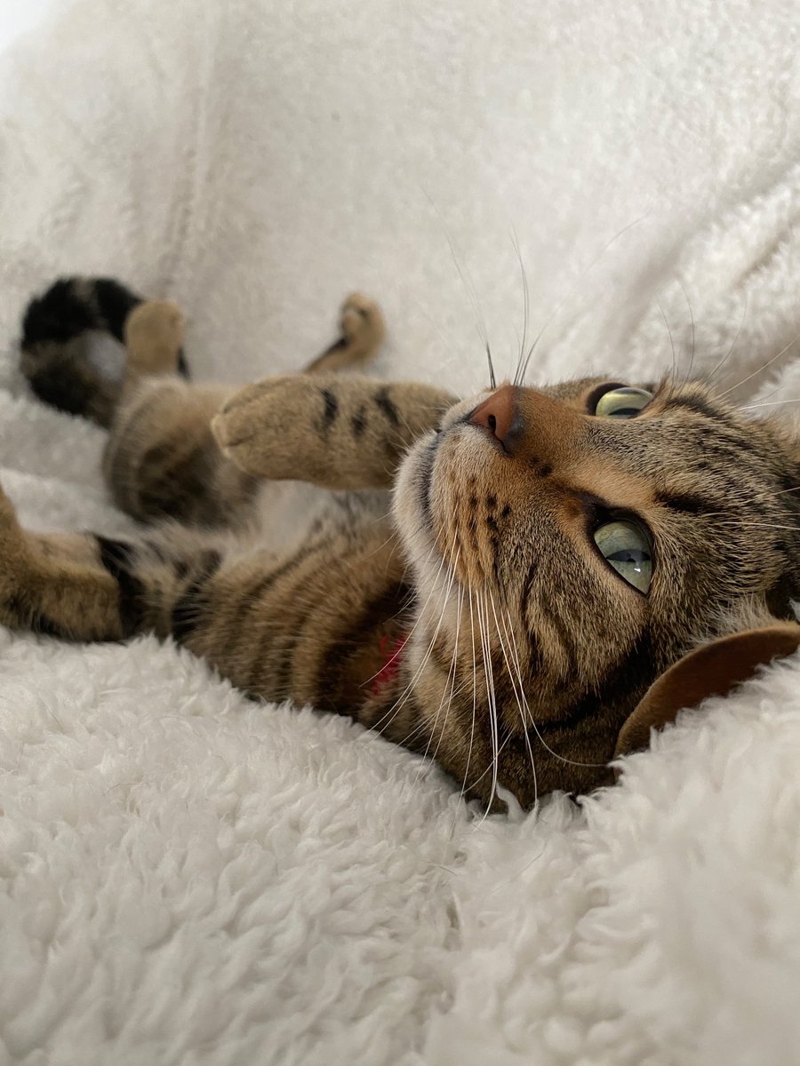 maclime_cat's tweet photo. ぐっどもーにんぐでち！じっさい！

#猫のいる生活 https://t.co/49LkWaYxmt