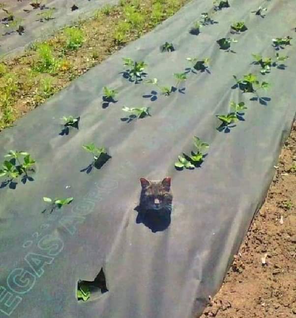 korte_rita's tweet photo. Do you see us.....😄
#animalsonTwitter https://t.co/6zWUD8TOSo