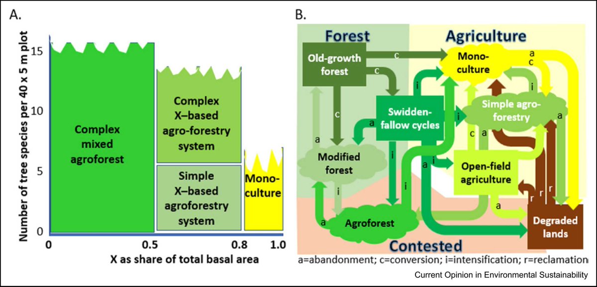 Agroforest definitions and pathways:

 (a) Operational definitions of agroforest based on the share of dominant tree in total basal area and tree diversity; 

(b) pathways of land cover changes related to tree crop production.

Source: doi.org/10.1016/j.cosu…