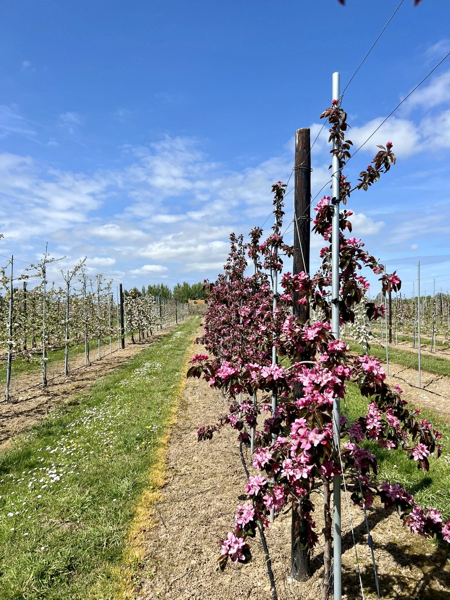 Our trial orchard in Kent is at petal-fall time of year. The bees have done their job and it's onto the next stage!

#apple #orchard #trial #british #britishproduce #britishapple #apples #applesandpears #farming #britishfarming #farm #applefarming #farmdays #orchardwalks