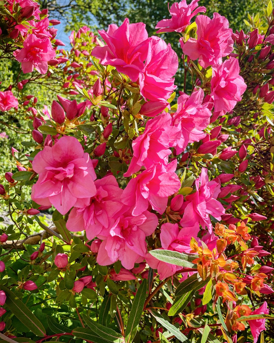 We love our garden in this glorious weather!! 🌸🌼🪷

#summersun #beautifulgardenflowers #laugharne #westwales #explorewales #travelwales #discoverwales #ukstaycation #traveluk