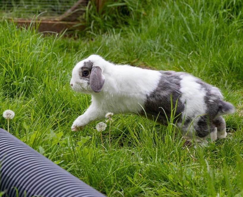The Rabbit Residence tweet media