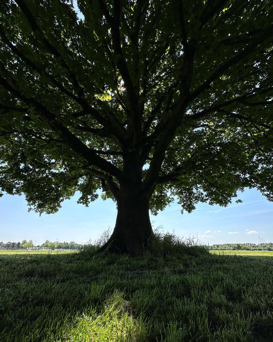 Day 4 of #30DaysWild. Tree canopies. The <a href="/WildlifeTrusts/">The Wildlife Trusts</a> and #NHS are encouraging #nature connection for #wellbeing in June: wildlifetrusts.org/news/nhs-backs…
#outdoors #mindfulness #selfcare #mentalhealth #health #TherapistsConnect - #dailydoseofnature in <a href="/SaveHoughEnd/">SaveHoughEndFields</a> #manchester.