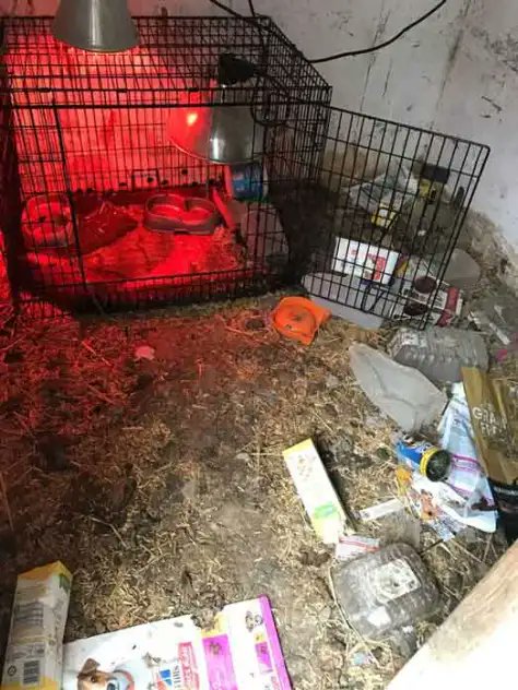 AdoptionsUk's tweet image. Please retweet CONVICTED  backyard pet breeder Navdeep Singh aka Rozer Sandhu #STOCKPORT #UK

Kept cats and dogs in filthy conditions and extreme heat. Fined and banned from keeping animals for 6 years. No prison sentence.   

DETAILS👇 manchestereveningnews.co.uk/news/greater-m…