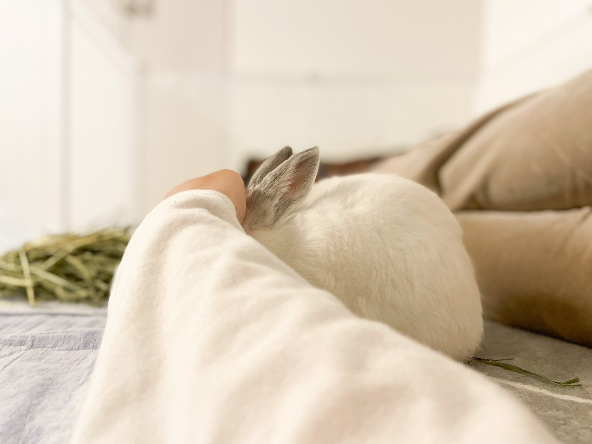 大福を愛でる夜

#うさぎのいる生活